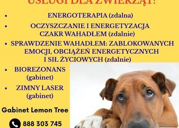 Energoterapia dla zwierząt zdalnie!