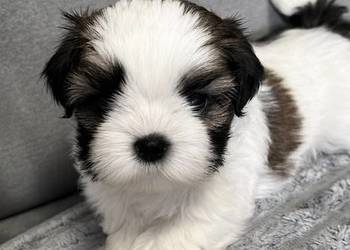 Shih Tzu  suka dziewczynka przebadane