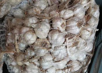 Czosnek Jarus. Do sadzenia