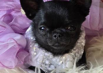 Chihuahua XS Mini