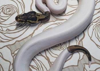 Wąż pyton królewski, python regius samiec