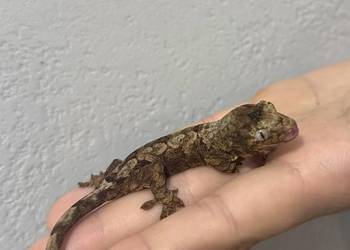 Gekon omszały OKAZJA