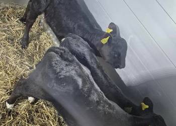 Byczki jałoszki cielaki