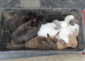 Sprzedam króliki 4M