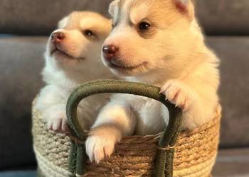 Siberian Husky po Championach ZKwP FCI