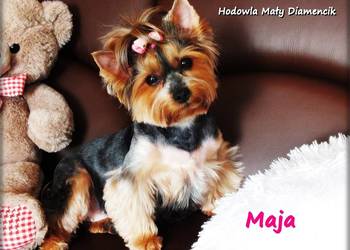 Yorkshire Terrier York Maja z Rodowodem do najlepszego domku