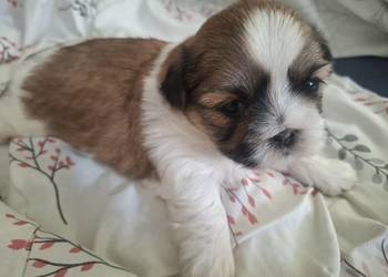 Shih tzu piesek i suczka