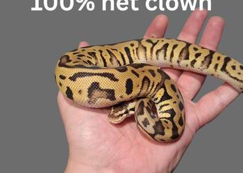 Pyton Królewski Pastel Leopard Het Clown samiczka