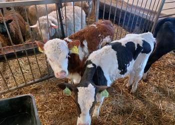 Byczki różnych ras