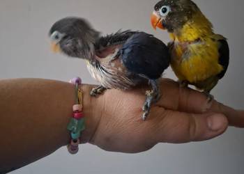Nierozłączki czarnogłówki papugi ręcznie karmione