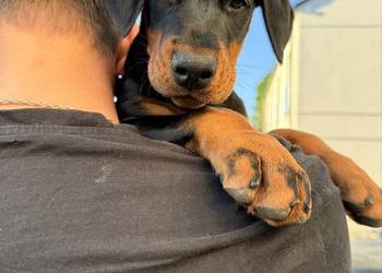 Twój przyszły Doberman zaczyna się tutaj.