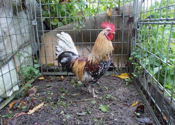 Kury liliputki - ładna para nakrapiana