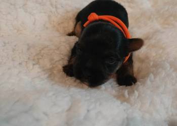 Szczenięta Yorkshire terrier do rezerwacji