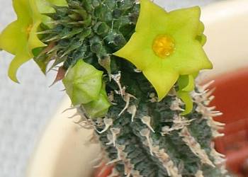 Echidnopsis chrysantha sukulent w osłonce toinowate rzadkość kolekcja