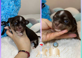 Chihuahua piesek długowłosy tri color czekoladowy badania DNA ,rodowód