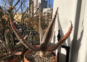 Duży Aloes Ferox - piękny okaz kolekcjonerski