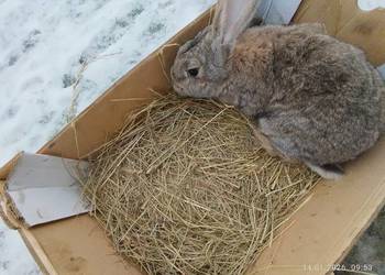 Samiec gotowy do krycia