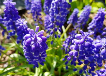 Szafirek niebieski cebulki cebule z Polski