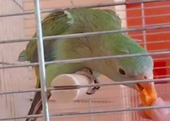 Papuga nimfa i barabanda