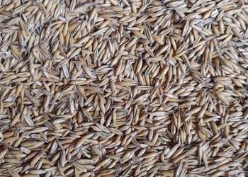 Owies zwyczajny Bingo Owies zwyczajny Bingo