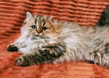 Kot brytyjski kotka brytyjska długowłosa point niebieskookie oczy FPl