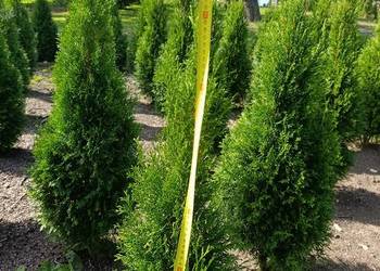 Tuja szmaragd 120/150 cm