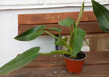 Filodendron. Philodendron Tuxtlanum Tuxtla (Red Queen)