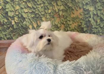 Suczka Maltańczyk z rodowodem FCI