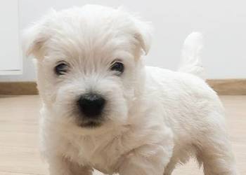 West Highland white terrier szczeniaki