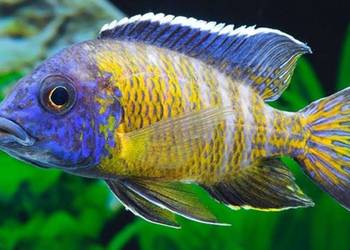Aulonocara stuartgranti BLUE NEON UNDU REEF - WYSYŁAMY