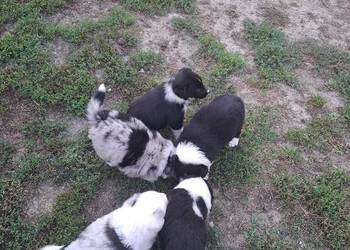 Szczeniaki Border Collie