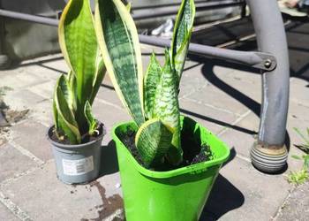 * Sanseveria * Języki teściowej*