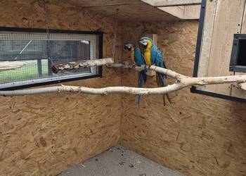 Para ary ararauny Przeworsk