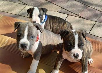 Szczenięta Amstaff/ american staffordshire terrier