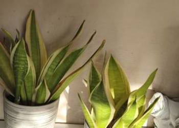 Kwiaty Doniczkowe Domowe