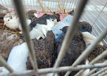 Przepiórki chińskie