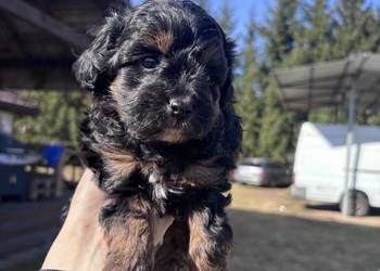 Wyjątkowy piesek Pudel Toy - Umarszczenie Phantom Czarny Podpalany