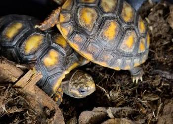 Żabuti czarny (Chelonoidis carbonarius)