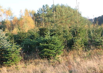 Świerk srebrny pospolity choinki plantacja