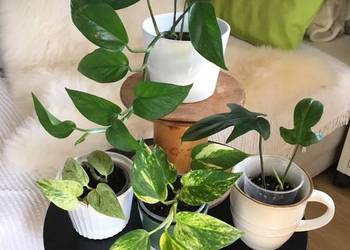 Rośliny z domowej ekologicznej uprawy