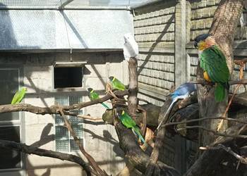 Amazonka, Barwinka, Kakadu, Kragen