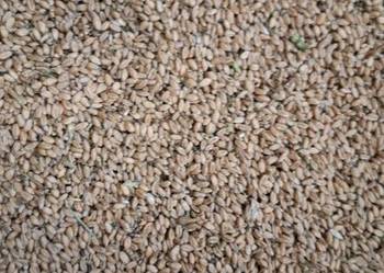 Pszenica ozima możliwe ześrutowanie