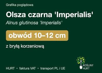 Olsza czarna 'Imperialis' obwód 10-12 cm, z bryłą – HURT