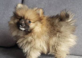 Szpic Miniaturowy Pomeranian Boo