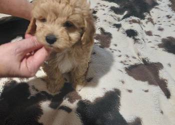 Maltipoo - piesek morelowy