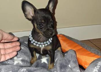 Sunia lili pinczer miniaturowy