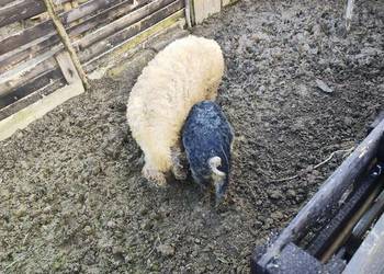Mangalica sprzedam