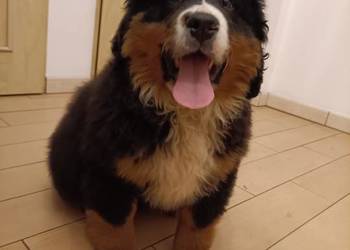 Piesek Berneński Pasterski