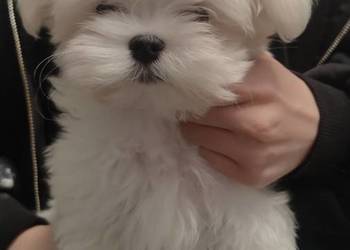 Maltańczyk chłopcy ZKwP/FCI