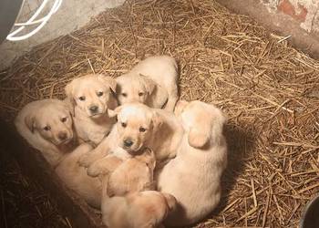 Labrador Retriever z Rodowodem